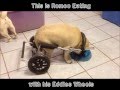 Romeo the Pug in his Wheelchair from Eddie's Wheels