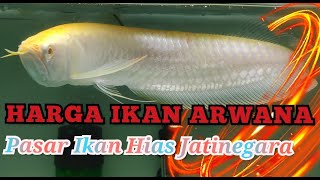 HARGA IKAN ARWANA DI PASAR IKAN HIAS JATINEGARA