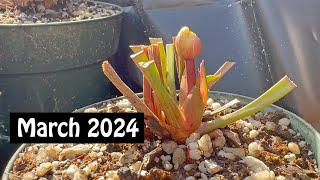 Carnivorous Plant Care for March 2024