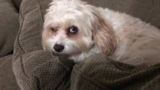 Cavachon doesn't want to go to bed