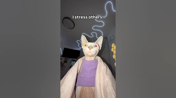 Video 11047831: chicken sphynx cat, sphynxcat