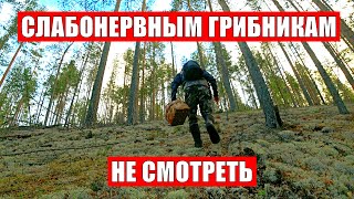 видео: Слабонервным не смотреть! Грибник зашел в МОХ и стал ЗАИКАТЬСЯ! Грибы и Лес Сказочная Карелия картинка: Слабонервным не смотреть! Грибник зашел в МОХ и стал ЗАИКАТЬСЯ! Грибы и Лес Сказочная Карелия