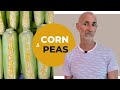 🌽 Corn place in an optimal diet