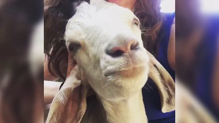 Goats Just Want To Have Fun | Michelle Jenkins | T...