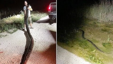 Record-setting 17-foot-long Burmese python is captured in Florida - Daily News