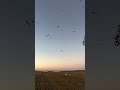 Panic at the Disco. #geesehunter #hunting #duckhunting #deerhunting #fishing #turkey #boating