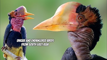THE UNIQUE AND ENDANGERED BIRD, HELMETED HORNBILL (RHINOPLAX VIGIL)