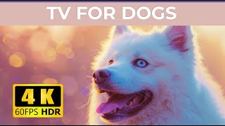 [LIVE] Dog MusicRelaxing Calming MusicCure Separation Anxiety Music to Calm DogsDog Sleep Music