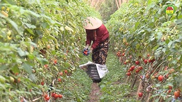 HTX tiên phong trong ứng dụng sản xuất nông nghiệp theo hướng hữu cơ