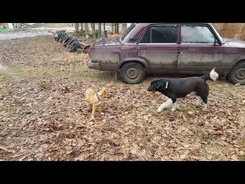 Моя новая собачка🐕