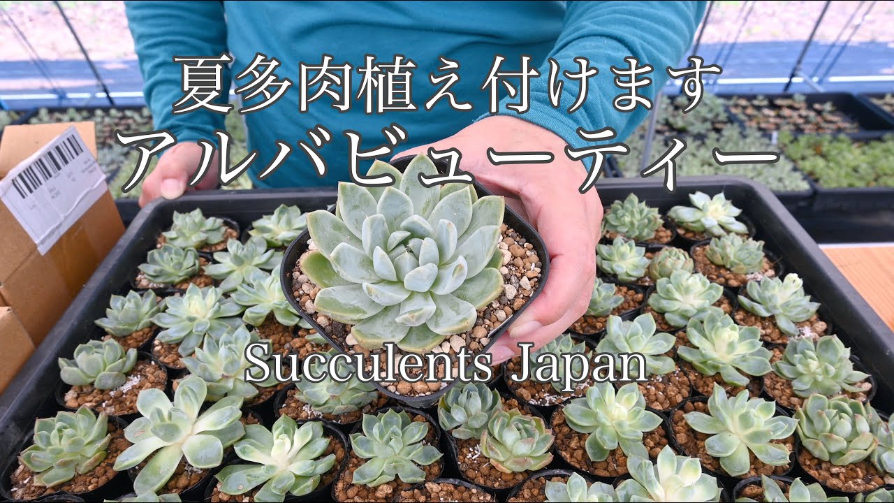多肉植物)アルバビューティー 植え付け （夏） - YouTube