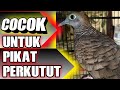 Suara Perkutut Lokal Ini Khusus Untuk Perkutut Yang Malas Manggung Cocok Untuk Pikat Omkicau(.mp3 .mp4) Mp3 - Mp4 Download