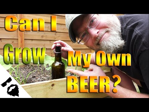 Video: Barley For Beer Brewing: How To Grow And Harvest M alted Barley