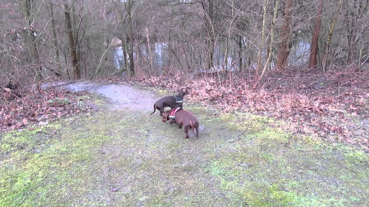 slangenburg doetinchem CSI Teckels dans les bois