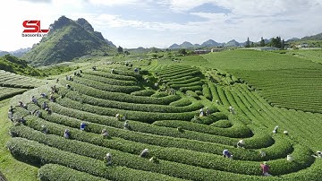 Khu du lịch Quốc gia Mộc Châu - Điểm đến thiên nhiên khu vực hàng đầu thế giới