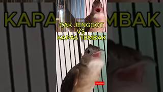 SUARA BURUNG CAK JENGGOT VS KAPAS TEMBAK NGERI-NGERI SEDAP SUARA BURUNG CAK JENGGOT VS KAPAS TEMBAK NGERI-NGERI SEDAP