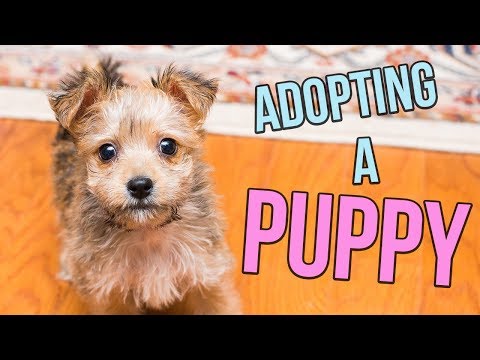 adopting-a-puppy!