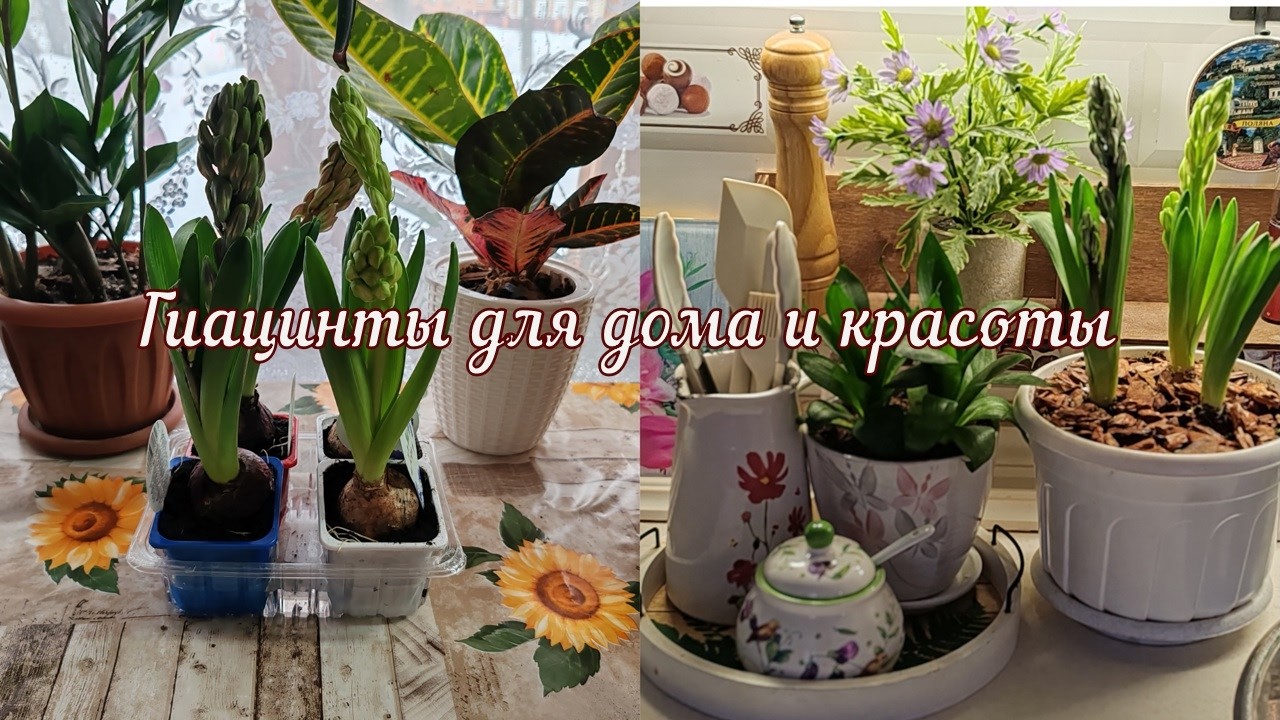 Пересаживаю Гиацинты в горшок.Гиацинт в подарок.Релакс.А у нас греет солнышко