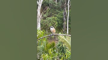 latih burung cendet jadi pikat