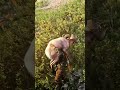 shorts gaming rdr2 reddeadredemption2 gameplay reddeadonline 