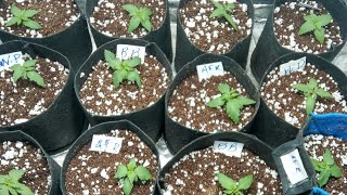 TRANSPLANTADAS E VIDA QUE SEGUE EM TEMPO REAL