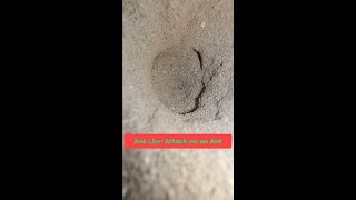 Antlion - Ant-Lion Attack On An Ant