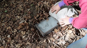 Making IMO 1 or Capturing Indigenous Microorganisms In Your Backyard