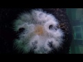 Plumose Anemone Ullapool Harbour