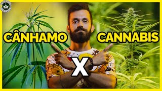Diferença Entre Cânhamo e Cannabis! ENTENDA!