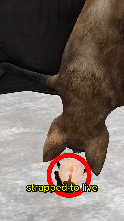 Bat Bombs: The U.S. Military's Strangest Weapon! 🦇💥