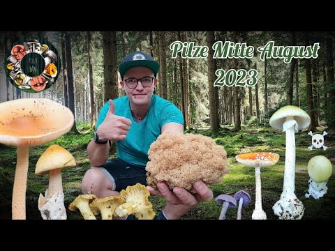 Video: Mulch und Pilz – Erfahren Sie mehr über Pilzarten in Mulch