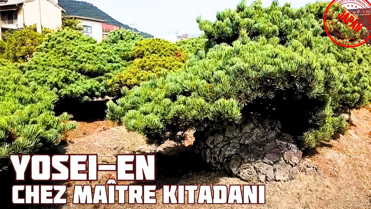 МЫ ВОЗВРАЩАЕМСЯ К МАСТЕРУ РЮИЧИ КИТАДАНИ!北谷養盛園 🌱 НЭДЗИКАНСКИЙ БОНСАЙ 🌱