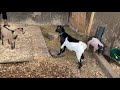Pig meeting his goat friends