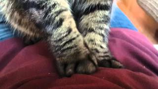 Кот урчит и делает массаж                    My cat is purring and doing a massage