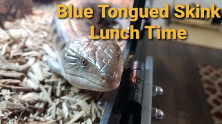 Blue Tongued Skink's Lunch Time!