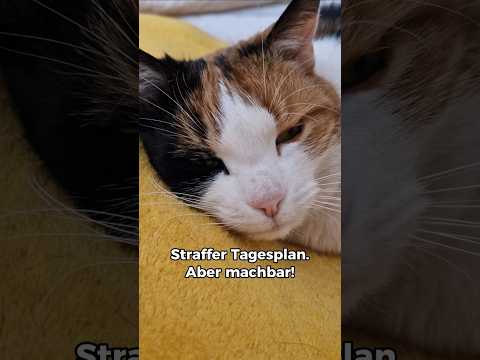 Straffe Tagespläne sind