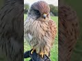 Kestrel pup saved from vicious dog #animals #Friendship #Us