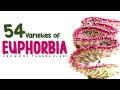 54 VARIETIES OF EUPHORBIA CARE AND TIPS HERB STORIES 54 VARIETIES OF EUPHORBIA CARE AND TIPS HERB STORIES