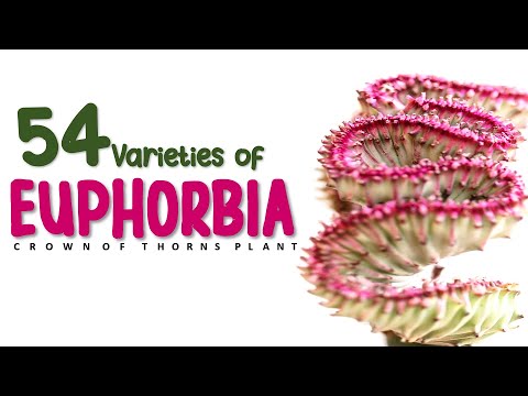 Video: Euphorbia: specii și descrierea lor. Euphorbia sau euforbia: plantare și reproducere