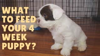 what can 1 month old puppies eat