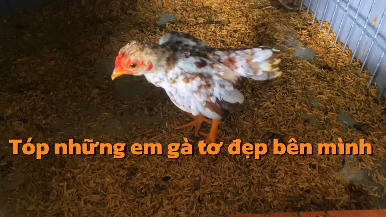 Tóp những con gà trống tơ đẹp bên mình cho mọi người xem vui || GKGC| tập 8
