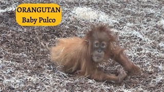 The Baby Orangutan | Baby Pulco gets upset for no more than 10 seconds | #pulco #putri  #orangutan