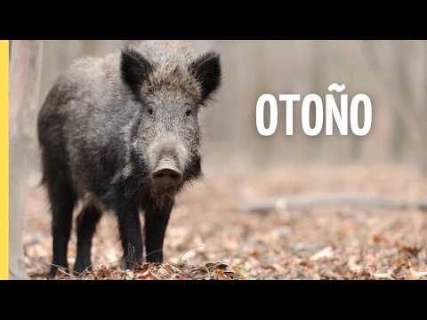 Otoño Salvaje | Documental Impresionante de Vida Silvestre y Supervivencia | Episodio Completo