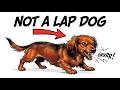 7 Dachshund Myths That Could Hurt Your Dog