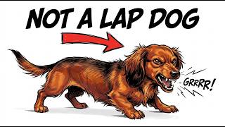 7 Dachshund Myths That Could Hurt Your Dog