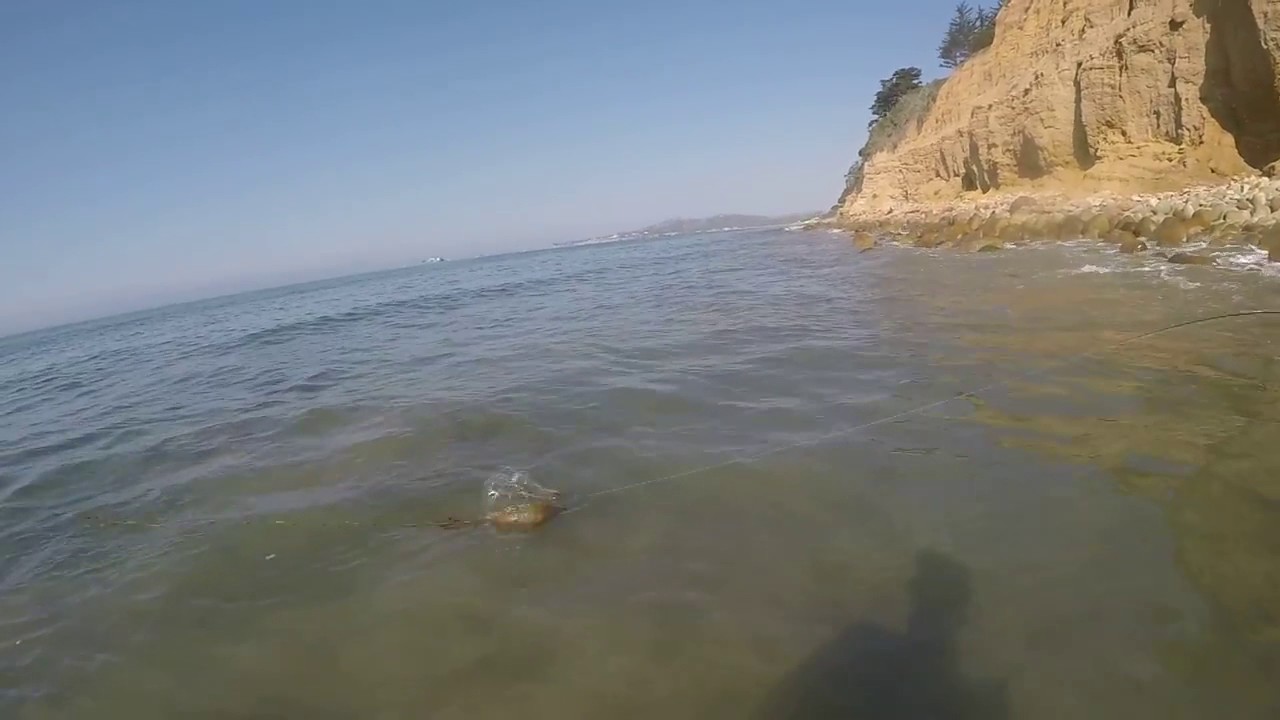 Santa Barbara Surf Fishing Striper Cost me 799!!! YouTube