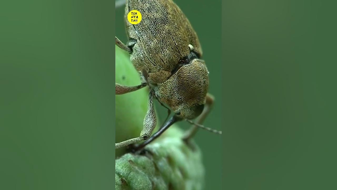 Hewan aneh yang jarang kita tau Filbert Weevil YouTube
