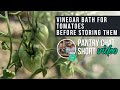Rinsing Tomatoes in Vinegar BEFORE Storing? | Pantry Chat Podcast SHORT