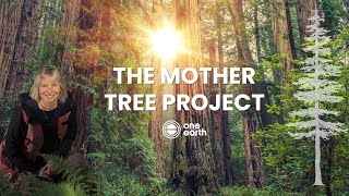 One Earth | The Mother Tree Project