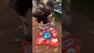Molly and the Puzzle Toy Adventure 🐾